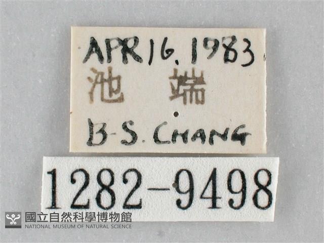 澄線尺蛾藏品圖，第3張