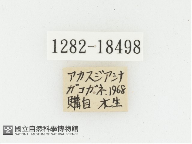 黑虎斑花金龜藏品圖，第2張