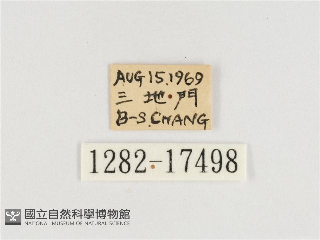 普氏白蛺蝶藏品圖，第3張