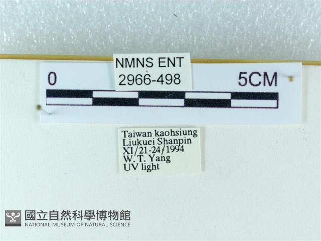 粉蝶燈蛾藏品圖，第3張