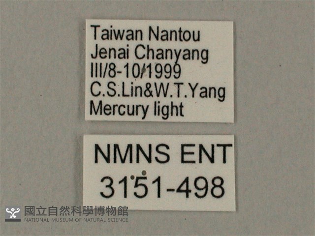 臺灣鋸翅天蛾藏品圖，第3張