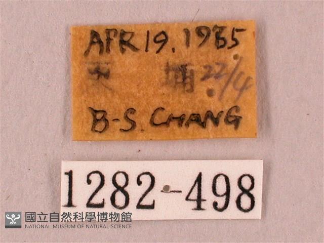 桃紅六點天蛾藏品圖，第3張