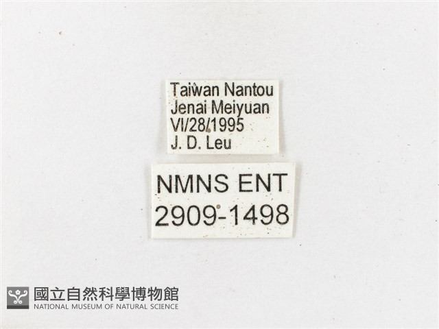 箭環蝶藏品圖，第3張