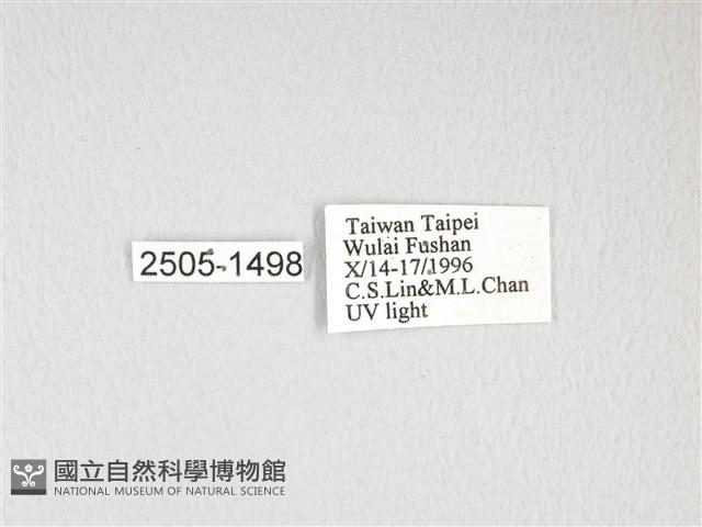 大透目天蠶蛾藏品圖，第3張