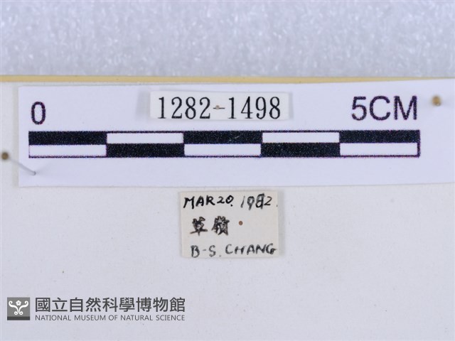後凸蝶燈蛾藏品圖，第3張