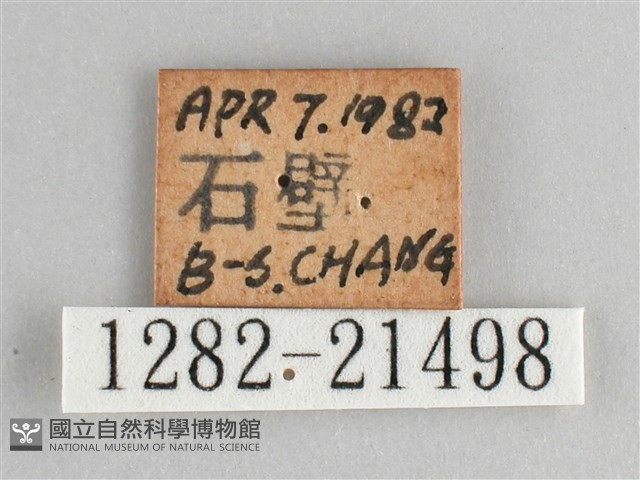 臺灣黛眼蝶藏品圖，第3張