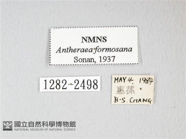 紅目天蠶蛾藏品圖，第3張