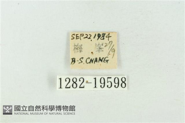 臺洒波紋蛾藏品圖，第3張