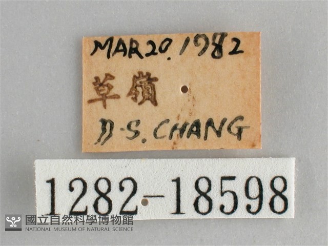 臺灣黛眼蝶藏品圖，第3張