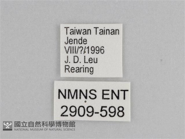 樺斑蝶藏品圖，第3張