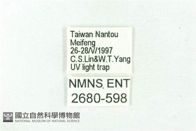 臺雪苔蛾藏品圖，第3張