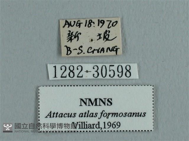 皇蛾藏品圖，第3張