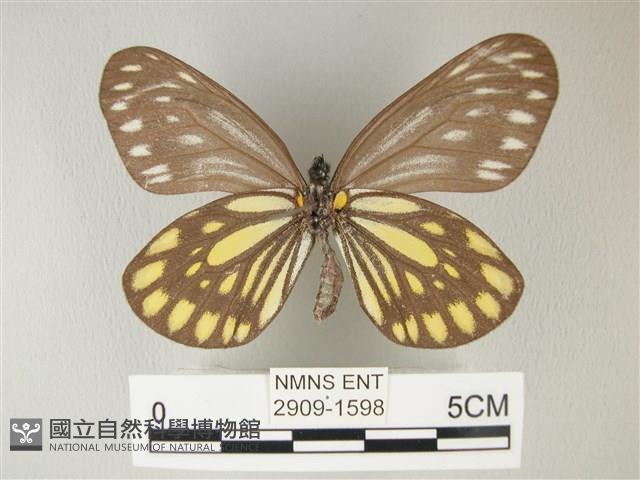 流星絹粉蝶藏品圖，第3張