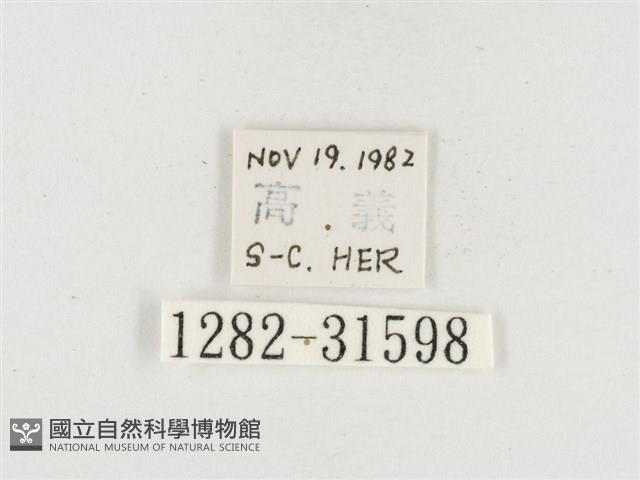 小白紋毒蛾藏品圖，第3張