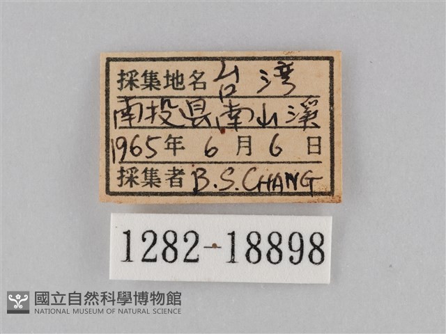 小波眼蝶藏品圖，第3張