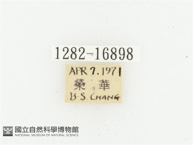 偽橫斑黑花金龜藏品圖，第2張
