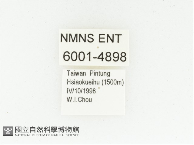 黑斑陷紋金龜藏品圖，第2張