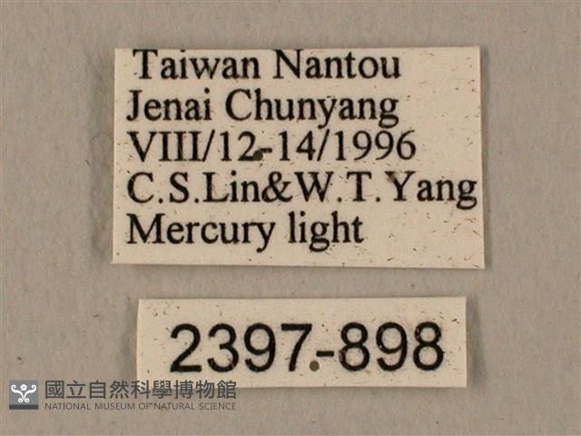 半緣缺角天蛾藏品圖，第3張