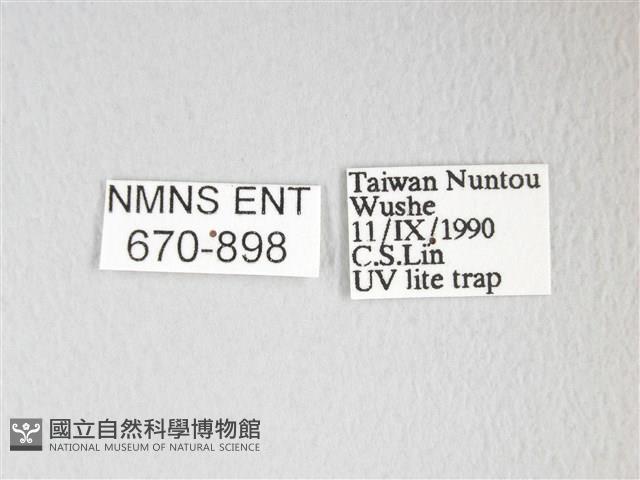 圓翅大鉤蛾藏品圖，第3張