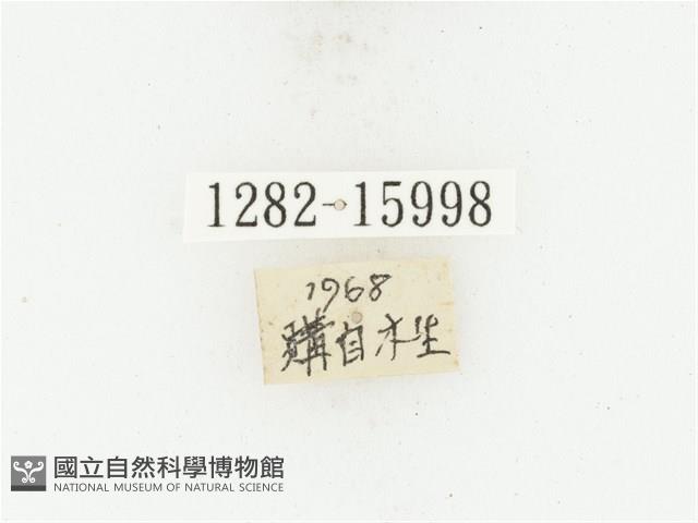 曹德褐騷金龜藏品圖，第2張