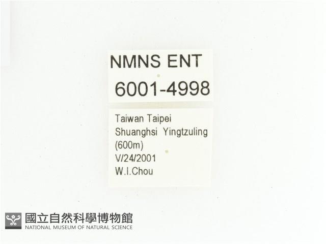 綠艷金龜藏品圖，第2張