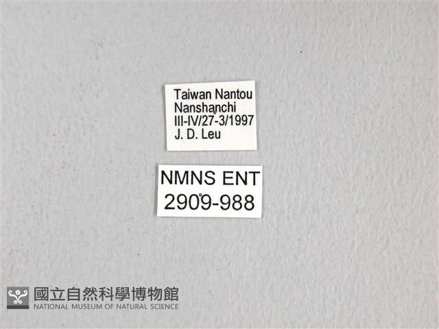黃星斑鳳蝶藏品圖，第3張