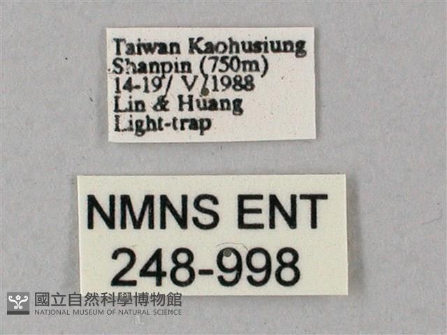 雙斑白肩天蛾藏品圖，第3張