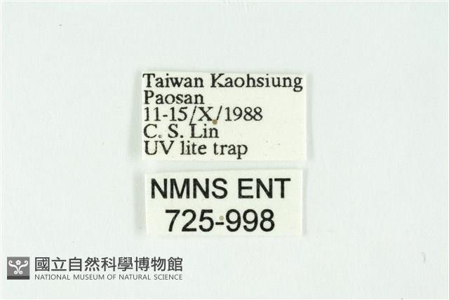 白斑散紋夜蛾藏品圖，第3張