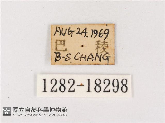 閃灰蝶藏品圖，第3張