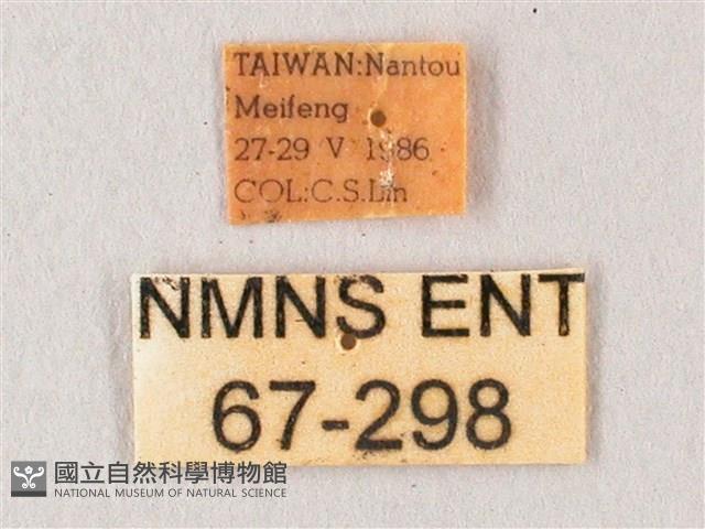 栗六點天蛾藏品圖，第3張