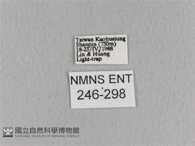 青枯葉蛾藏品圖，第3張