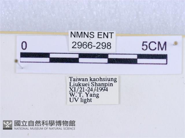 閃光苔蛾藏品圖，第3張