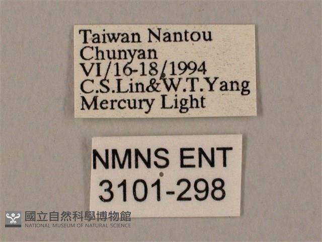 裂斑鷹翅天蛾藏品圖，第3張