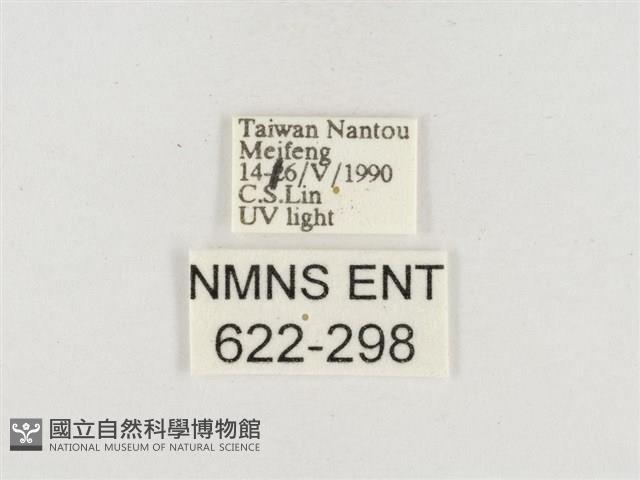 小白紋毒蛾藏品圖，第3張