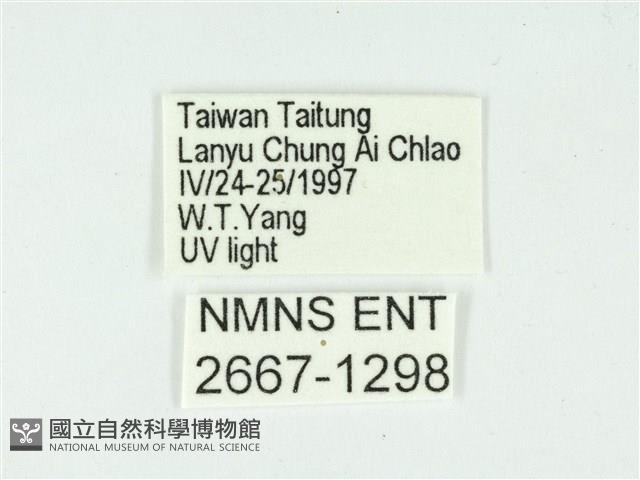 叉紋閃舞蛾藏品圖，第3張