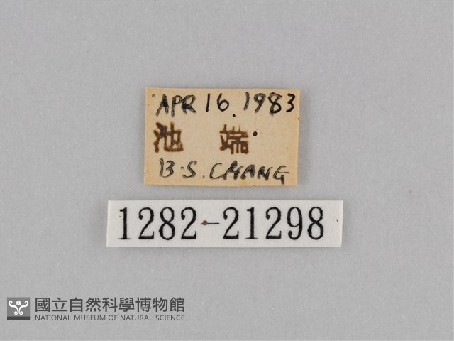 紫帶眉眼蝶藏品圖，第3張
