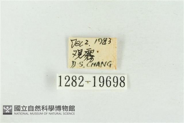 印華波紋蛾藏品圖，第3張