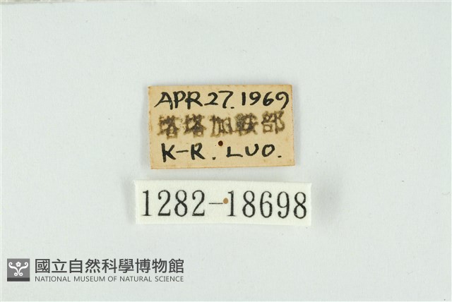 東方喙蝶藏品圖，第3張