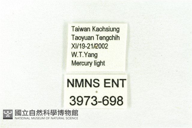 樹形尺蛾藏品圖，第3張