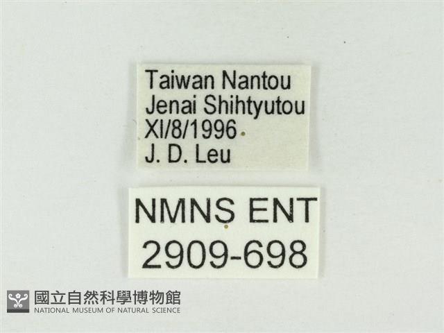 大娜波灰蝶藏品圖，第3張
