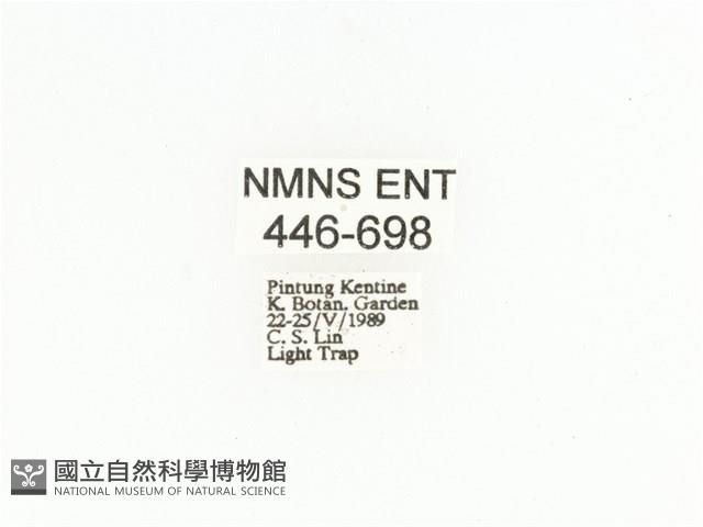 綠細騷金龜藏品圖，第2張