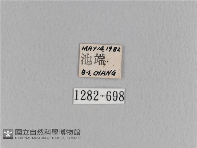 臺灣枯葉蛾藏品圖，第3張