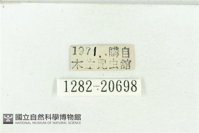 褐翅青灰蝶藏品圖，第3張