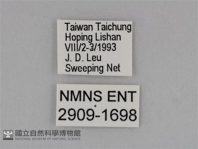圓翅鉤粉蝶藏品圖，第3張