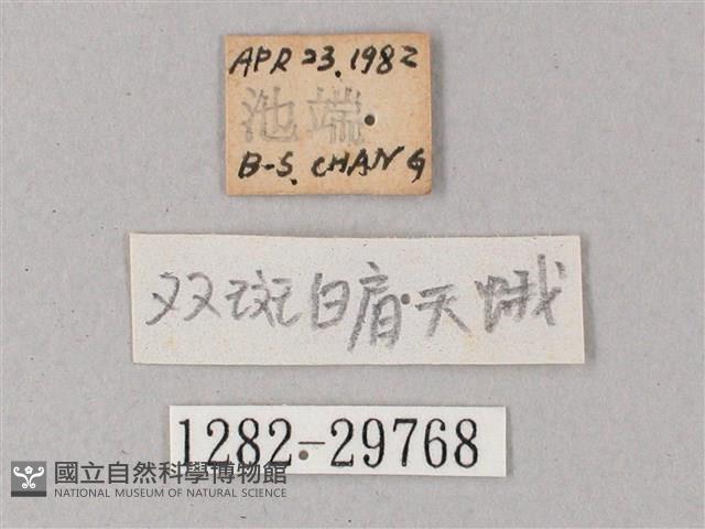 雙斑白肩天蛾藏品圖，第3張