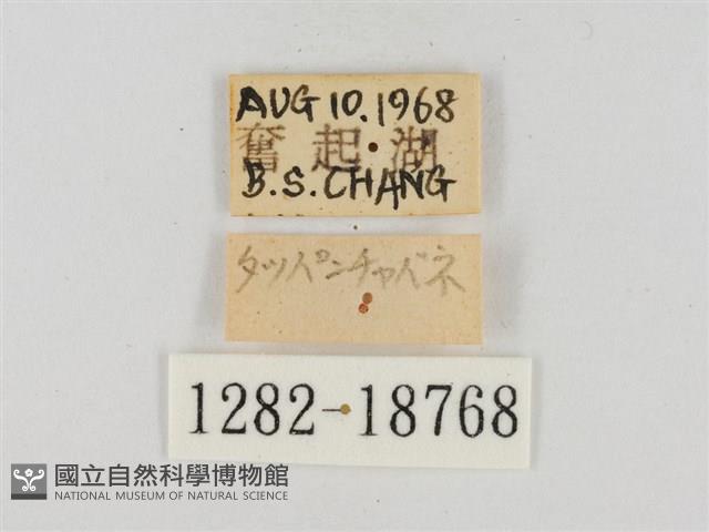 碎紋孔弄蝶藏品圖，第3張