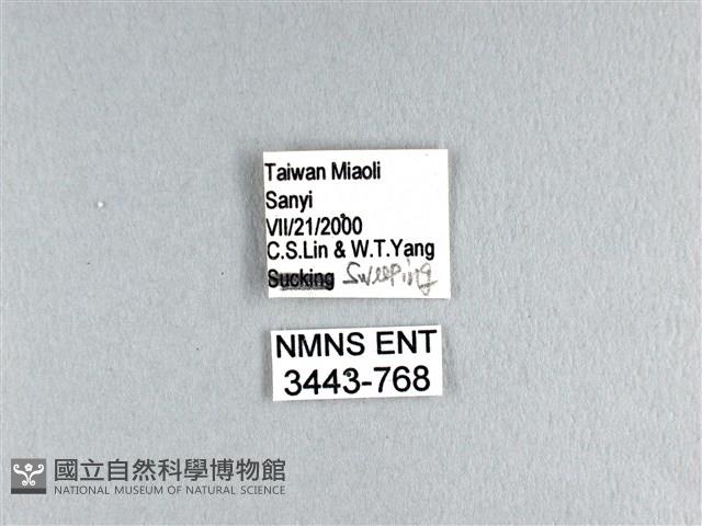 花鳳蝶、無尾鳳蝶藏品圖，第3張