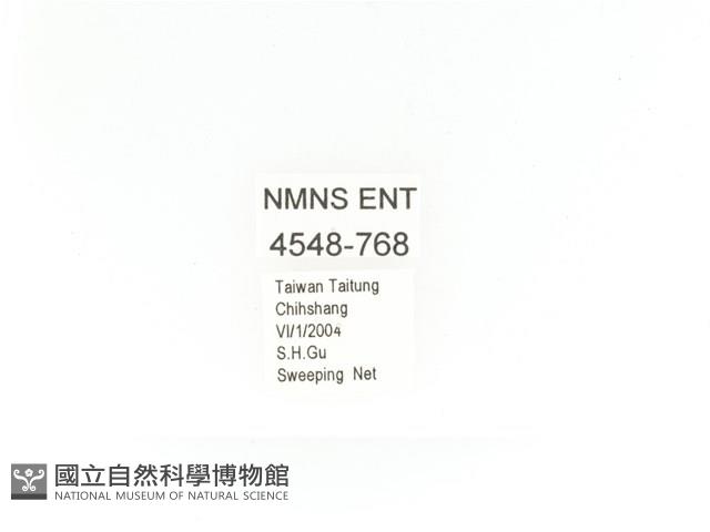 金艷騷金龜藏品圖，第2張