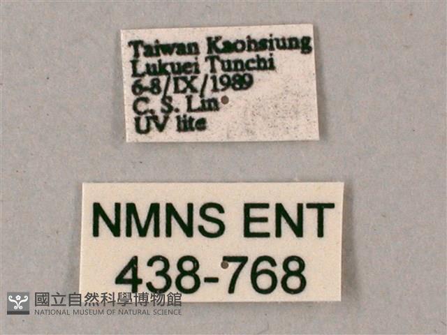 雙斑白肩天蛾藏品圖，第3張