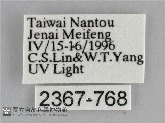 澄線尺蛾藏品圖，第3張